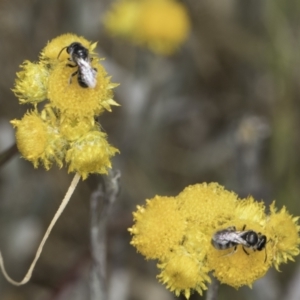 Lasioglossum (Chilalictus) sp. (genus & subgenus) at Dunlop Grassland (DGE) - 7 Nov 2023 12:40 PM