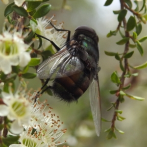 Rutilia (Microrutilia) sp. (genus & subgenus) at ANBG - 7 Nov 2023