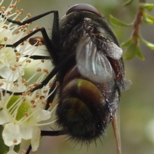 Rutilia (Microrutilia) sp. (genus & subgenus) at ANBG - 7 Nov 2023