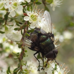 Rutilia (Microrutilia) sp. (genus & subgenus) at ANBG - 7 Nov 2023