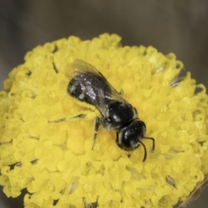 Lasioglossum (Chilalictus) sp. (genus & subgenus) at Dunlop Grassland (DGE) - 7 Nov 2023 12:44 PM