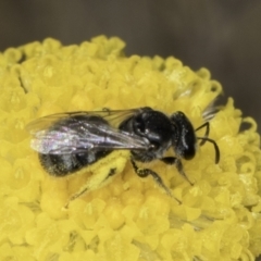 Lasioglossum (Chilalictus) sp. (genus & subgenus) at Dunlop Grassland (DGE) - 7 Nov 2023 12:44 PM