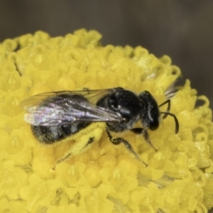 Lasioglossum (Chilalictus) sp. (genus & subgenus) at Dunlop Grassland (DGE) - 7 Nov 2023 12:44 PM