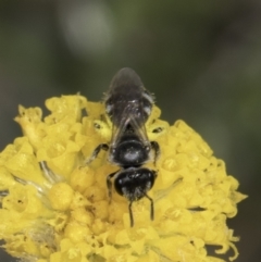 Lasioglossum (Chilalictus) sp. (genus & subgenus) at Dunlop Grassland (DGE) - 7 Nov 2023