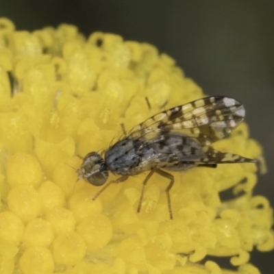 Austrotephritis poenia (Australian Fruit Fly) at Fraser, ACT - 7 Nov 2023 by kasiaaus