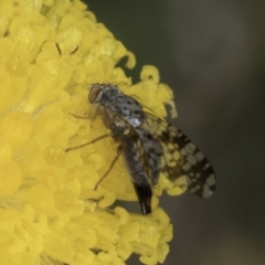 Austrotephritis poenia at Dunlop Grassland (DGE) - 7 Nov 2023 12:45 PM