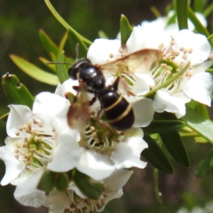 Lasioglossum (Australictus) tertium (Halictid bee) at ANBG - 7 Nov 2023 by HelenCross