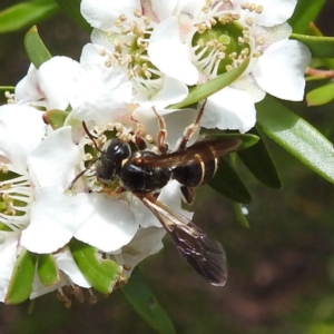 Lasioglossum (Australictus) tertium at ANBG - 7 Nov 2023 12:47 PM