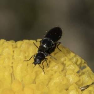 Dasytinae (subfamily) at Dunlop Grassland (DGE) - 7 Nov 2023