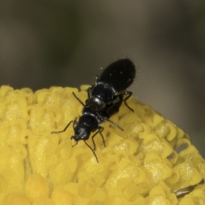 Dasytinae (subfamily) (Soft-winged flower beetle) at Dunlop Grassland (DGE) - 7 Nov 2023 by kasiaaus