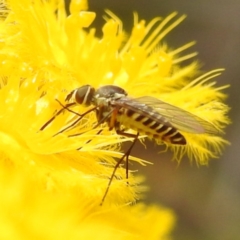 Australiphthiria hilaris (Slender Bee Fly) at ANBG - 7 Nov 2023 by HelenCross