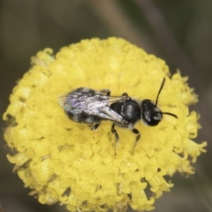 Lasioglossum (Chilalictus) sp. (genus & subgenus) at Dunlop Grassland (DGE) - 7 Nov 2023 12:49 PM