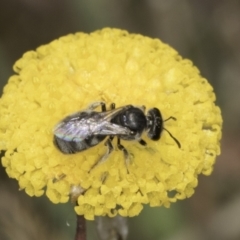 Lasioglossum (Chilalictus) sp. (genus & subgenus) at Dunlop Grassland (DGE) - 7 Nov 2023 12:49 PM