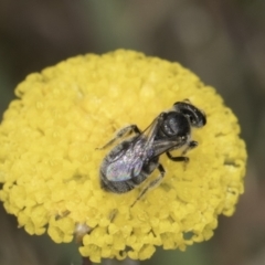 Lasioglossum (Chilalictus) sp. (genus & subgenus) at Dunlop Grassland (DGE) - 7 Nov 2023 12:49 PM