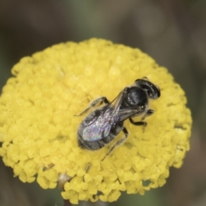 Lasioglossum (Chilalictus) sp. (genus & subgenus) at Dunlop Grassland (DGE) - 7 Nov 2023 12:49 PM