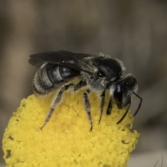 Lasioglossum (Chilalictus) sp. (genus & subgenus) (Halictid bee) at Dunlop Grasslands - 7 Nov 2023 by kasiaaus