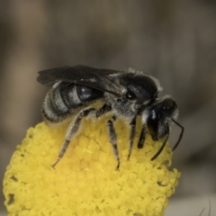 Lasioglossum (Chilalictus) sp. (genus & subgenus) (Halictid bee) at Dunlop Grassland (DGE) - 7 Nov 2023 by kasiaaus