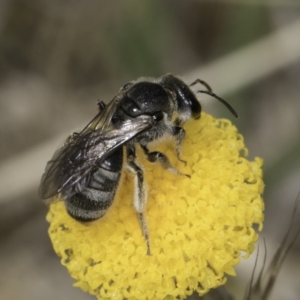 Lasioglossum (Chilalictus) sp. (genus & subgenus) at Dunlop Grassland (DGE) - 7 Nov 2023