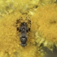 Austrotephritis poenia (Australian Fruit Fly) at Dunlop Grasslands - 7 Nov 2023 by kasiaaus