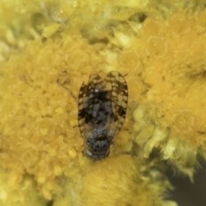 Austrotephritis poenia at Dunlop Grassland (DGE) - 7 Nov 2023