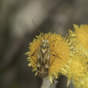 Miridae (family) at Undefined Area - 7 Nov 2023 12:50 PM