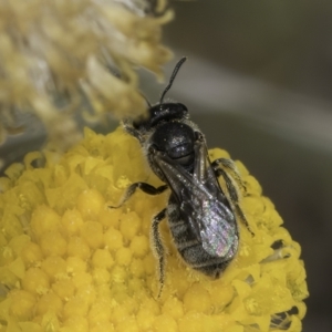 Lasioglossum (Chilalictus) sp. (genus & subgenus) at Dunlop Grassland (DGE) - 7 Nov 2023 12:53 PM