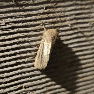 Bathytricha truncata (Sugarcane Stem Borer, Maned Moth) at Captains Flat, NSW - 7 Nov 2023 by Csteele4