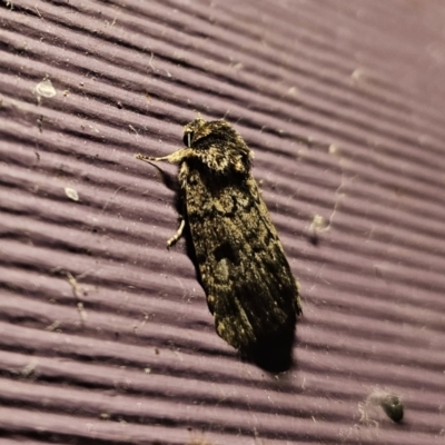 Thoracolopha verecunda (A Noctuid moth (Acronictinae)) at Captains Flat, NSW - 7 Nov 2023 by Csteele4