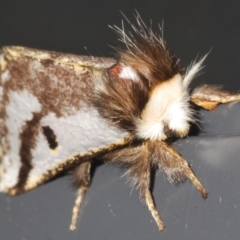 Epicoma melanosticta (Common Epicoma) at Berridale, NSW - 4 Nov 2023 by Harrisi