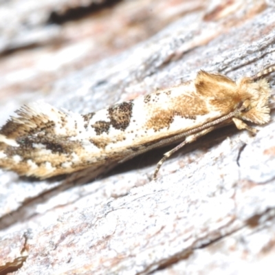 Moerarchis inconcisella (A tineid moth) at Berridale, NSW - 4 Nov 2023 by Harrisi