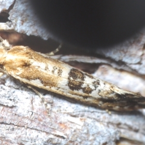 Moerarchis inconcisella at Berridale, NSW - suppressed