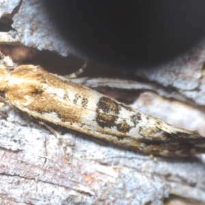 Moerarchis inconcisella at Berridale, NSW - 4 Nov 2023