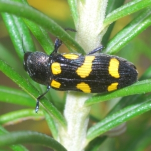 Castiarina australasiae at Stromlo, ACT - 6 Nov 2023 03:20 PM