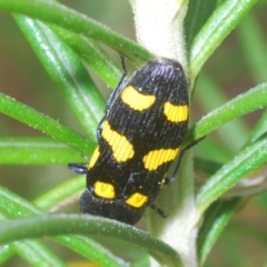 Castiarina australasiae at Stromlo, ACT - 6 Nov 2023 03:20 PM