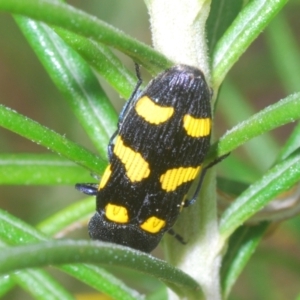 Castiarina australasiae at Stromlo, ACT - 6 Nov 2023