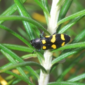 Castiarina australasiae at Stromlo, ACT - 6 Nov 2023 03:20 PM