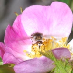 Geron sp. (genus) (Slender Bee Fly) at Stromlo, ACT - 6 Nov 2023 by Harrisi