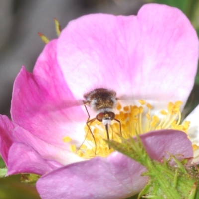 Geron sp. (genus) (Slender Bee Fly) at Stromlo, ACT - 6 Nov 2023 by Harrisi