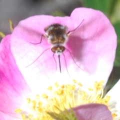 Geron sp. (genus) at Stromlo, ACT - 6 Nov 2023