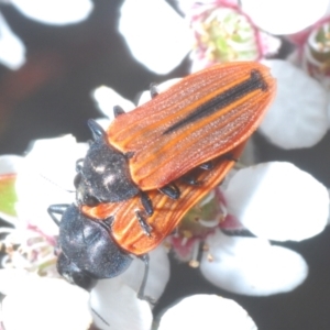 Castiarina erythroptera at Stromlo, ACT - 6 Nov 2023 03:02 PM