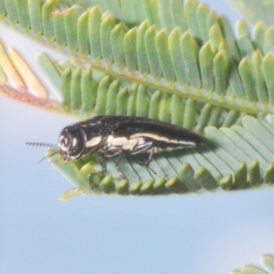Agrilus hypoleucus at Stromlo, ACT - 6 Nov 2023