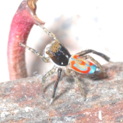 Maratus pavonis (Dunn's peacock spider) at Coree, ACT - 7 Nov 2023 by Harrisi