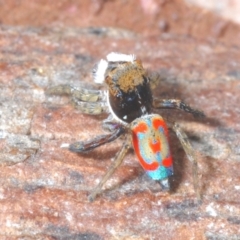 Maratus pavonis at Cotter Reserve - suppressed