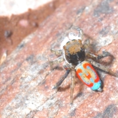 Maratus pavonis at Cotter Reserve - suppressed