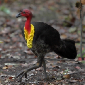 Alectura lathami at Wellington Point, QLD - 7 Nov 2023