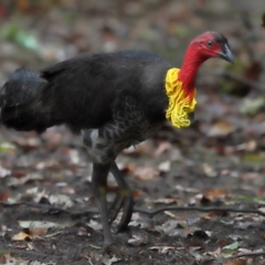 Alectura lathami at Wellington Point, QLD - 7 Nov 2023