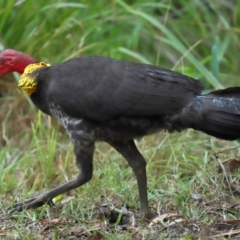 Alectura lathami at Wellington Point, QLD - 7 Nov 2023