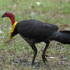 Alectura lathami at Wellington Point, QLD - 7 Nov 2023