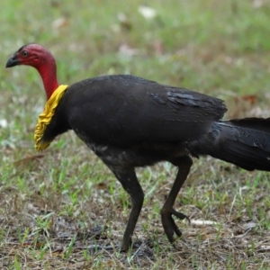 Alectura lathami at Wellington Point, QLD - 7 Nov 2023