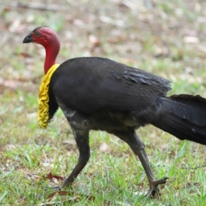 Alectura lathami at Wellington Point, QLD - 7 Nov 2023